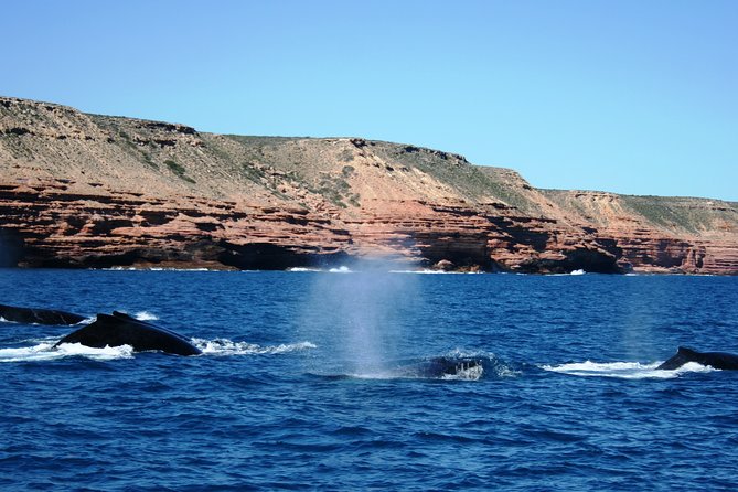 Kalbarri Whale Watching Tour Guided - What the crew actually does: spotting, explaining, and staying on track