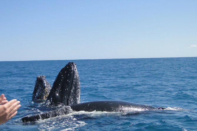 Kalbarri Whale Watching Tour Guided - What to bring so you stay comfortable (and actually enjoy it)