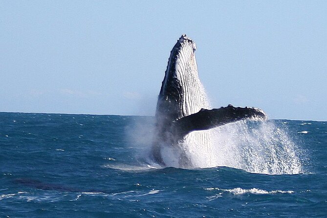 Kalbarri Whale Watching Tour Guided - Whale watching reality check: timing, weather, and the wild part