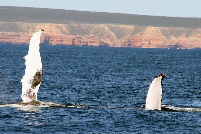 Kalbarri Whale Watching Tour Guided - Price and value for $60.97 per person