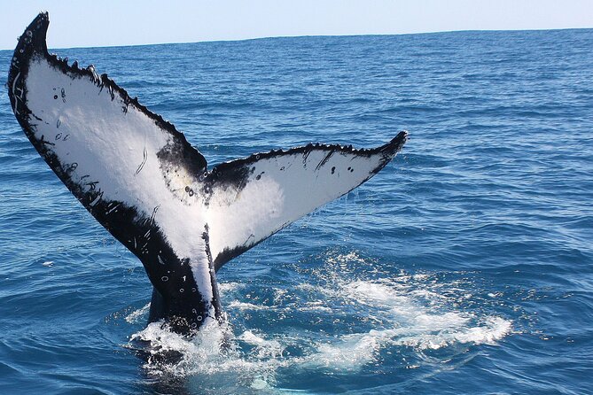 Kalbarri Whale Watching Tour Guided - Who this Kalbarri whale watching tour fits best