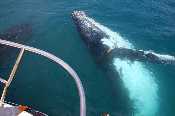 Kalbarri Whale Watching Tour Guided - Reefwalker Ocean Discovery Kalbarri and the 15m boat setup