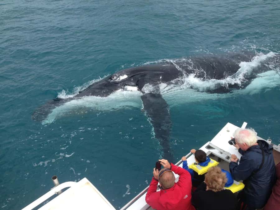 Kalbarri Whale Watching Tour - The 50-Foot Vessel Setup and What 150 Minutes Really Means