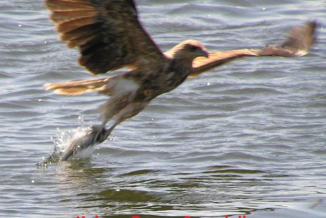 Kalgan Queen Scenic Cruises a four hour sheltered water wildlife tour daily fun. - Captain Jack and Perch: the kind of guide who turns facts into stories