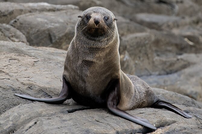 Kangaroo Island 75-Minute Coastal Safari - How the guides turn a boat ride into useful wildlife watching