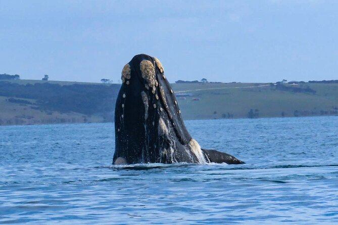 Kangaroo Island 75-Minute Coastal Safari - Safety and comfort: what you should wear and bring