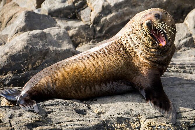 Kangaroo Island 75-Minute Coastal Safari - Price and value: is $63.12 worth 75 minutes?