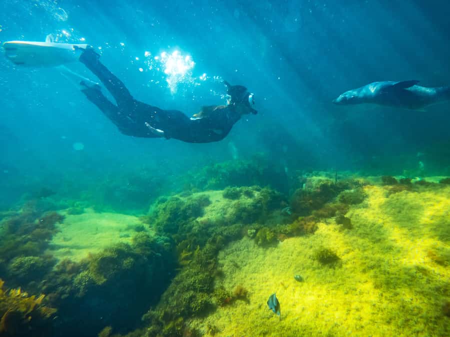 Kangaroo Island: Dolphin, Seal, and Swimming Boat Tour - Key things to know before you go