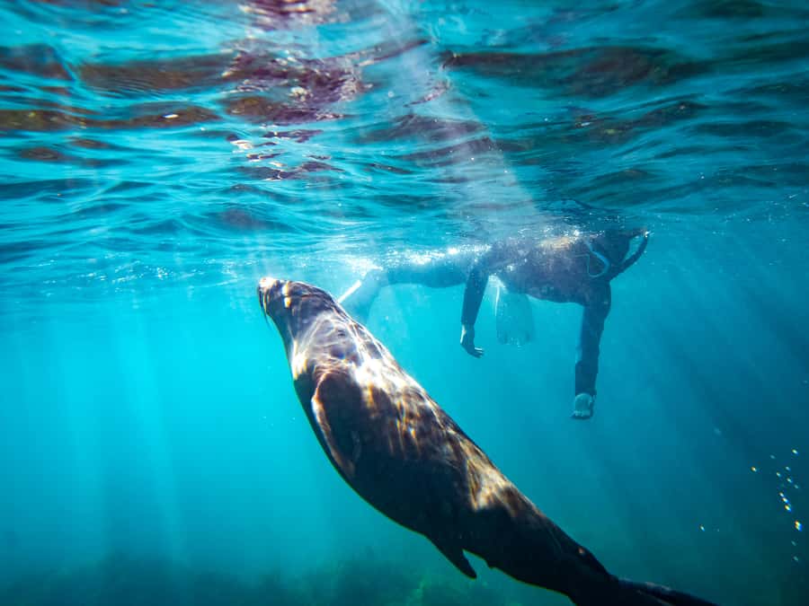 Kangaroo Island: Dolphin, Seal, and Swimming Boat Tour - Entering the water setup in Penneshaw (and why it matters)