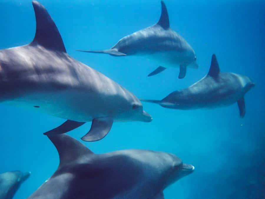 Kangaroo Island: Dolphin, Seal, and Swimming Boat Tour - How the dolphin-or-seal decision works in the real world