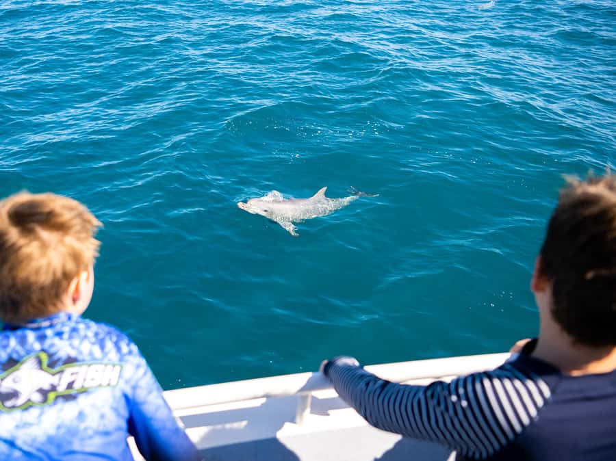 Kangaroo Island: Dolphin, Seal, and Swimming Boat Tour - Seal encounters: cheeky, interactive, and made for snorkelling