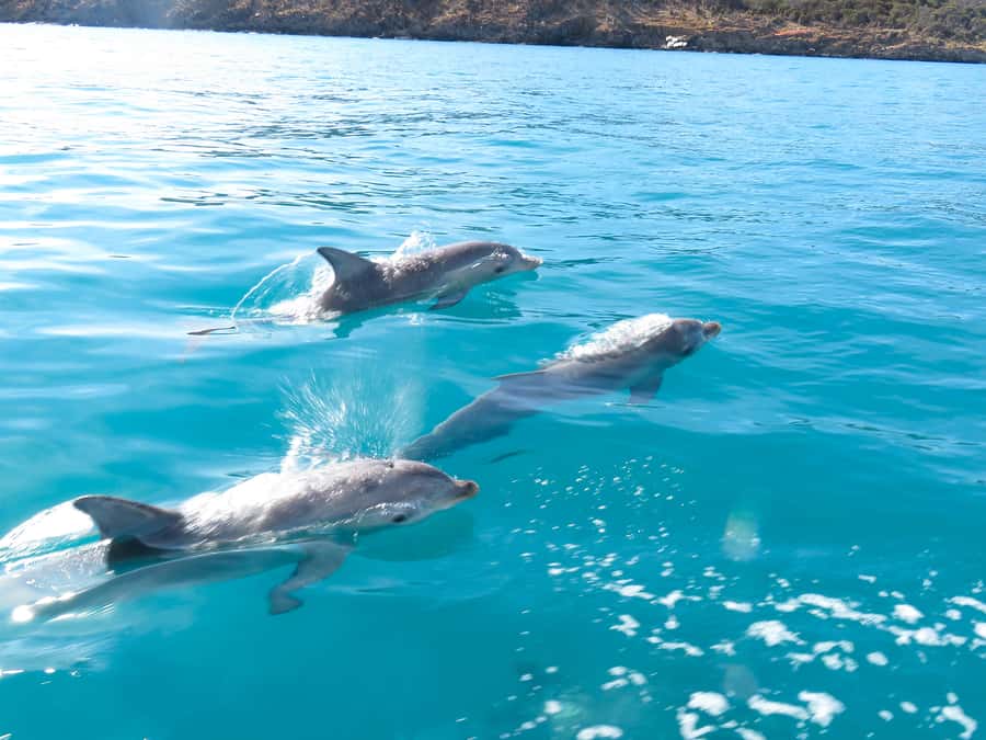 Kangaroo Island: Dolphin, Seal, and Swimming Boat Tour - The boat ride itself: views, wildlife spotting, and commentary that adds context