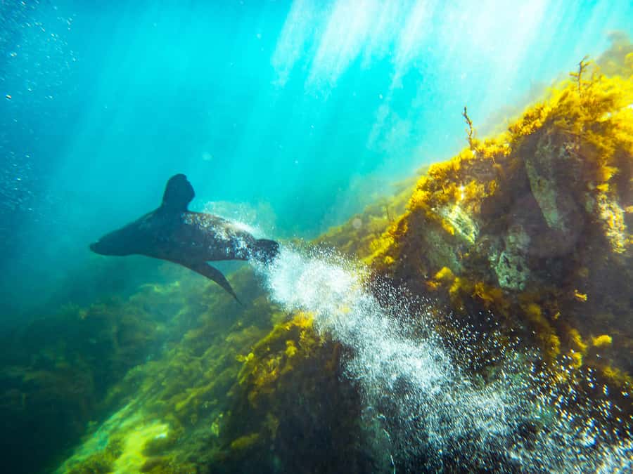 Kangaroo Island: Dolphin, Seal, and Swimming Boat Tour - Price and value: is $138 worth it for 2 hours?
