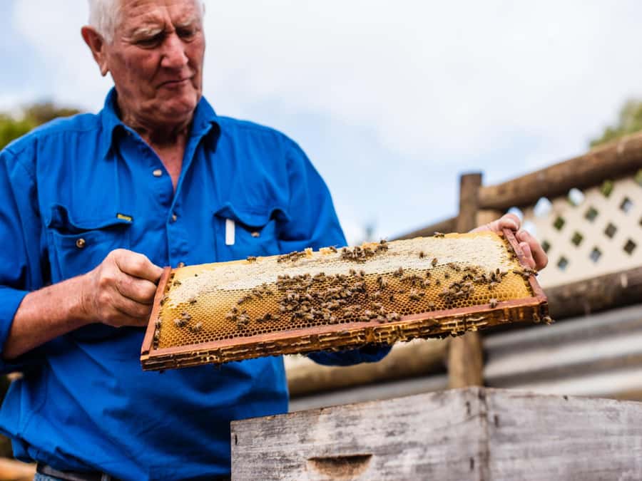 Kangaroo Island: Half-Day Tour Guided Coach Tour - Ligurian Bee Co and the functioning beehive experience