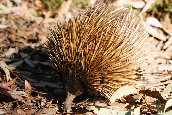 Kangaroo Island in a Day Tour from Adelaide - Lunch and pacing: what fits and what does not