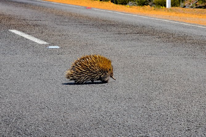 Kangaroo Island Luxury Small Group 'Flinders Chase Focus' Full Day Tour - Kelly Hill Conservation Park for Wild Kangaroos