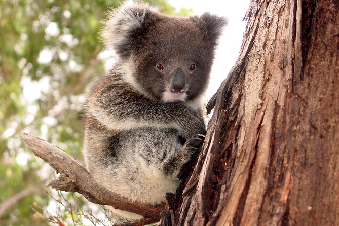 Kangaroo Island Luxury Small Group 'Island Life' Full Day Tour - Key highlights that make this day work