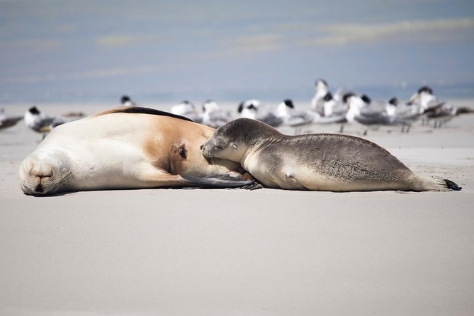Kangaroo Island Luxury Small Group 'Island Life' Full Day Tour - Pickup, the 9:00 am start, and how the day stays manageable