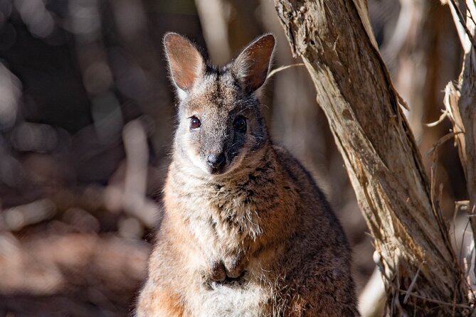 Kangaroo Island Luxury Small Group 'Island Life' Full Day Tour - Seal Bay Conservation Park’s sea lion beach tour