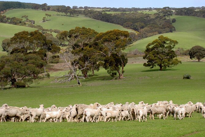 Kangaroo Island Luxury Small Group 'Island Life' Full Day Tour - Stokes Bay’s rock cave walk to a sandy beach