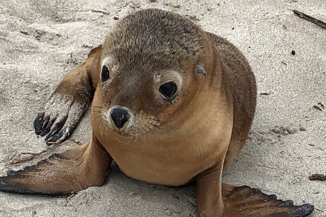 Kangaroo Island Scenic Nature and Wildlife Day Tour - Key things that make this day tour worth your time