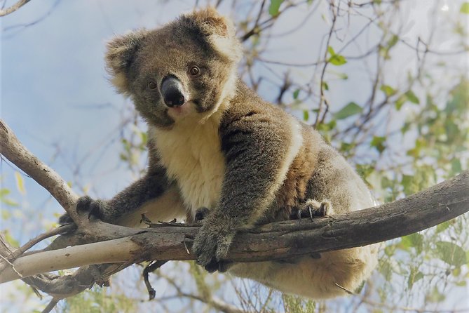 Kangaroo Island Scenic Nature and Wildlife Day Tour - Kingscote pickup, small van comfort, and what to pack