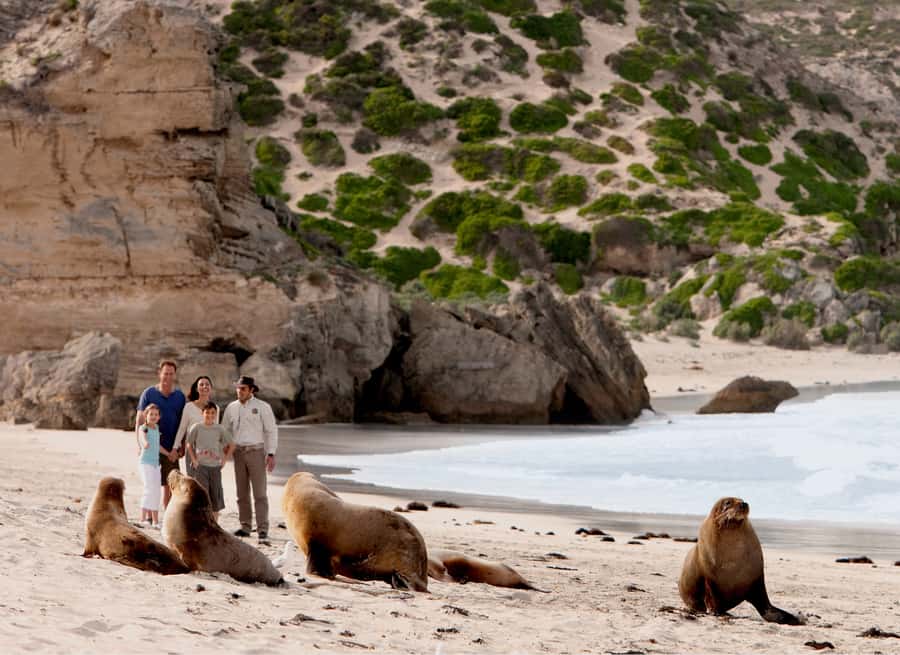 Kangaroo Island: Scenic, Nature & Wildlife Tour - Why Kangaroo Island wildlife tours feel different here