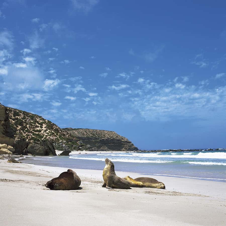 Kangaroo Island: Scenic, Nature & Wildlife Tour - Heat, wind, and that long day reality check