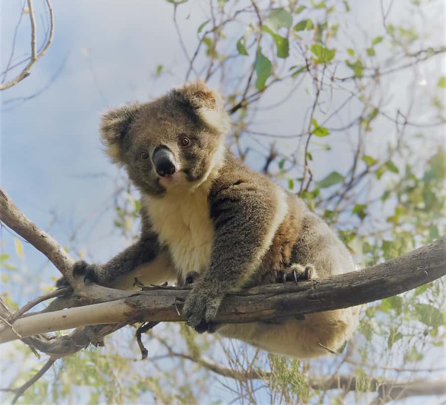 Kangaroo Island: Scenic, Nature & Wildlife Tour - Price and value: what $282 buys you