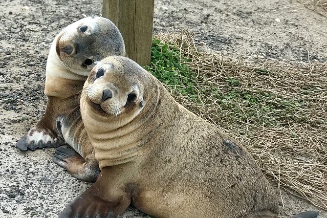 Kangaroo Island Shore Excursion Scenic Trail Tour - Key things I’d circle before you book
