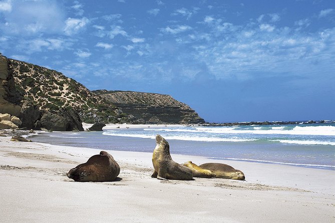 Kangaroo Island Shore Excursion Scenic Trail Tour - A one-day Kangaroo Island plan that actually works