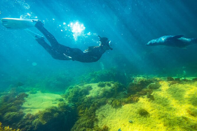 Kangaroo Island - Swim with Dolphins/Seals/Coastal Snorkel - What this swim-and-snorkel tour is really about