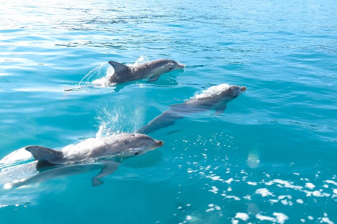 Kangaroo Island - Swim with Dolphins/Seals/Coastal Snorkel - Dolphin pods: thrilling when they cooperate, flexible when they don’t