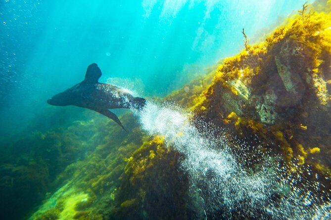 Kangaroo Island - Swim with Dolphins/Seals/Coastal Snorkel - Cold water, comfort, and the stuff you can control