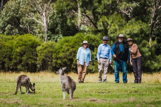 Kangaroos and Koala Experience Tour - Getting Picked Up, Then Getting Moving Fast