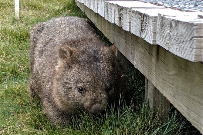 Kangaroos and Koala Experience Tour - Stop 2: Deep Space Communication Complex and the Moon Landing Story