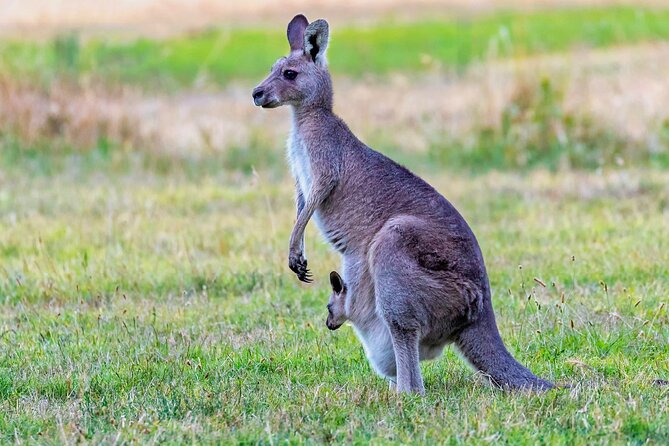Kangaroos and Koala Experience Tour - Stop 3: Tidbinbilla Nature Reserve, Where the Animals Steal the Show