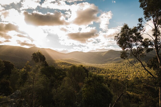Kangaroos and Koala Experience Tour - What Small-Group Touring Gets You on the Ground
