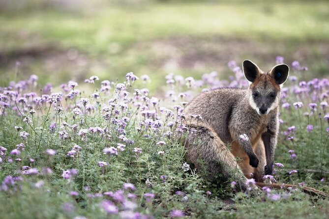 Kangaroos and Koala Experience Tour - Value Check: Is $106.87 a Good Deal?