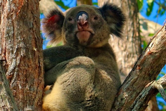 Kangaroos, Rainforest & Waterfalls Experience - Small Group - Key Things That Make This Tour Worth Your Time