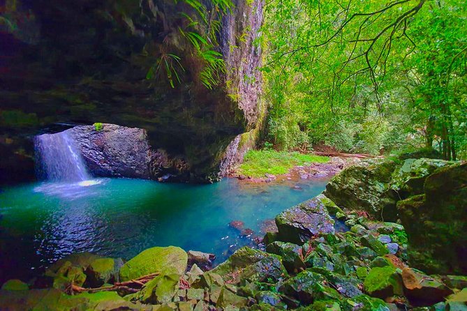 Kangaroos, Rainforest & Waterfalls Experience - Small Group - Wildlife Time in the Right Habitat, Not the Wrong Assumptions