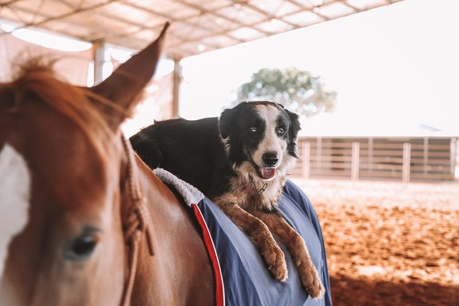 Katherine Outback Experience Show Ticket - Price and value: what you are paying for at $60.25 per person