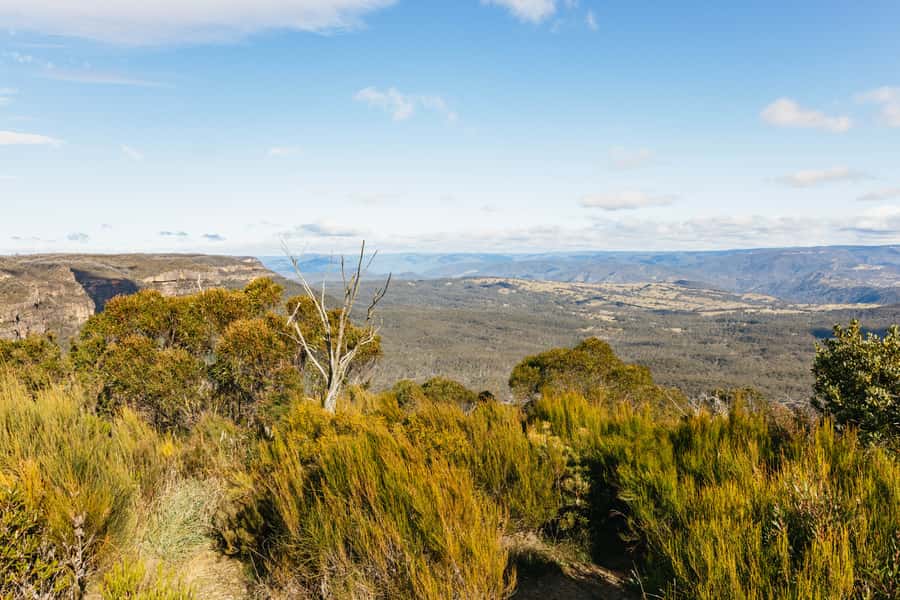 Katoomba: Lyrebird Hop-On Hop-Off and Scenic World Pass - A Single Ticket For Two Big Blue Mountains Moments