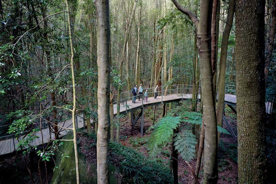 Katoomba: Scenic World 1-Day Unlimited Discovery Pass - Scenic Walkway: rainforest walking in the ancient Jamison Valley
