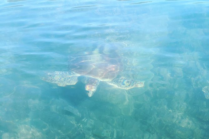 Kayak Turtle Tour from Palm Cove - Is It Worth Paying $85.35? Value, Group Size, and Guide Quality