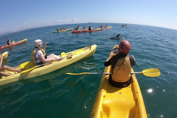 Kayaking with Dolphins in Byron Bay Guided Tour - Key things to know before you go