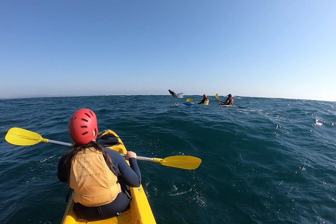 Kayaking with Dolphins in Byron Bay Guided Tour - How the Dolphin Search Works (and What Else You Might See)