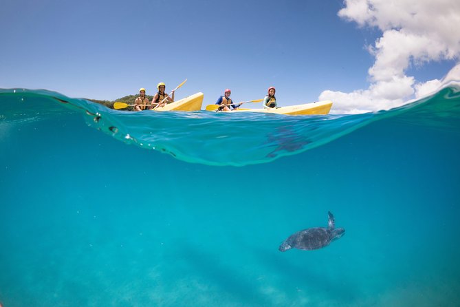 Kayaking with Dolphins in Byron Bay Guided Tour - Price and Value: Is About $63.83 Worth It?