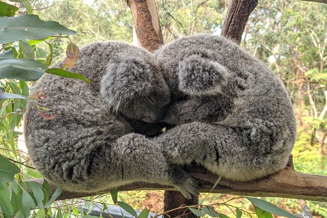 Koala & Kangaroos Experience, Waterfalls and Scenic Train Journey - A private day that starts with Sydney’s best known bridge