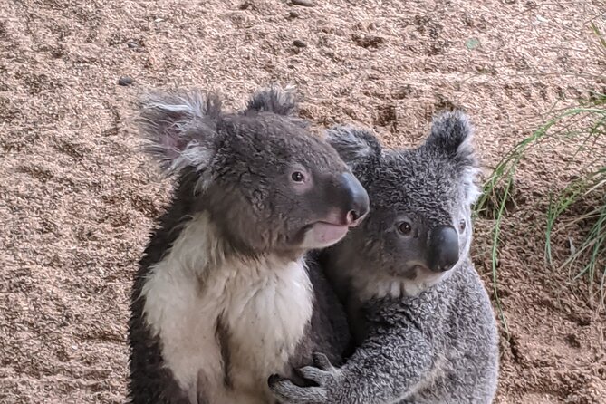 Koala & Kangaroos Experience, Waterfalls and Scenic Train Journey - The scenic train back to Sydney Central, plus the one logistics note that matters